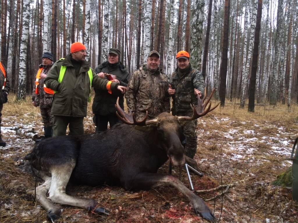охота на лося в Тамбове, 400 км от Москвы и Московской области, фото с трофеем охота на лося в Тамбове, 400 км от Москвы и Московской области, фото с трофеем